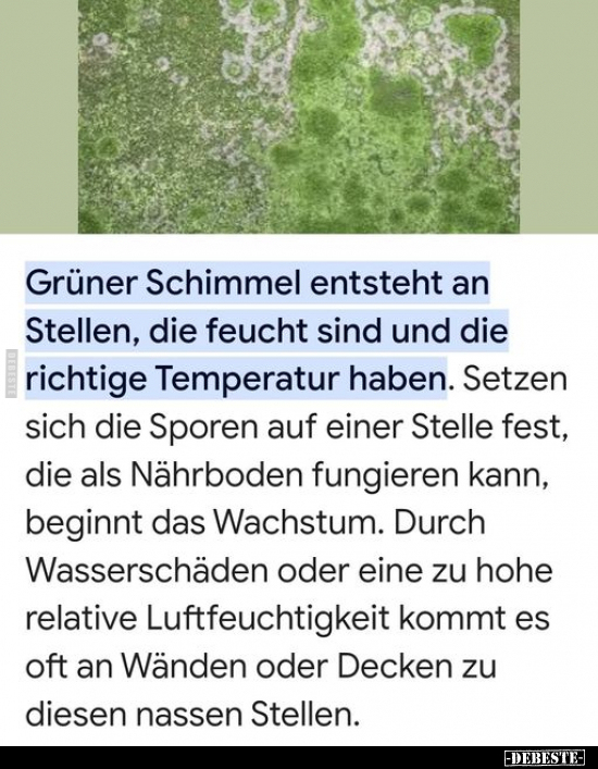 Grüner Schimmel entsteht an Stellen, die feucht sind und.. - Lustige Bilder | DEBESTE.de