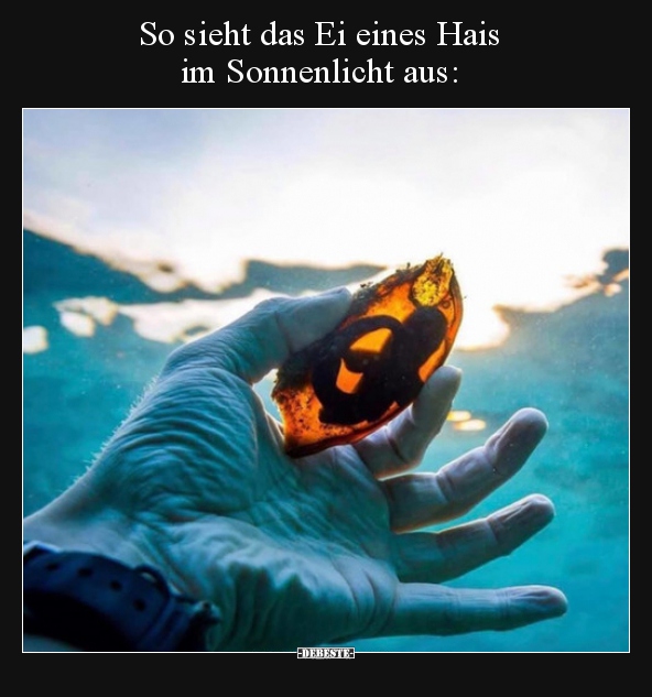 So sieht das Ei eines Hais im Sonnenlicht aus.. - Lustige Bilder | DEBESTE.de