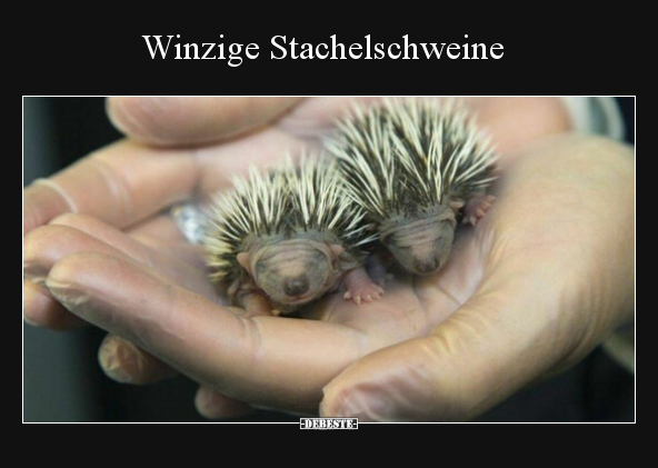 Winzige Stachelschweine.. - Lustige Bilder | DEBESTE.de
