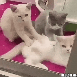 katzen gifs lustig, massage gifs