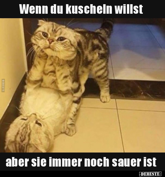 Wenn du kuscheln willst, aber sie immer noch sauer ist.. Lustige