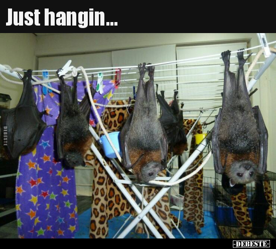Just hangin...