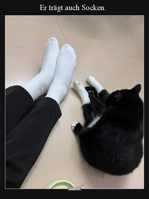 Socken, Katze, Katzen