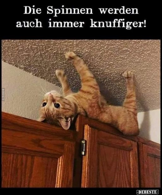 Die Spinnen werden auch immer knuffiger! - Lustige Bilder | DEBESTE.de