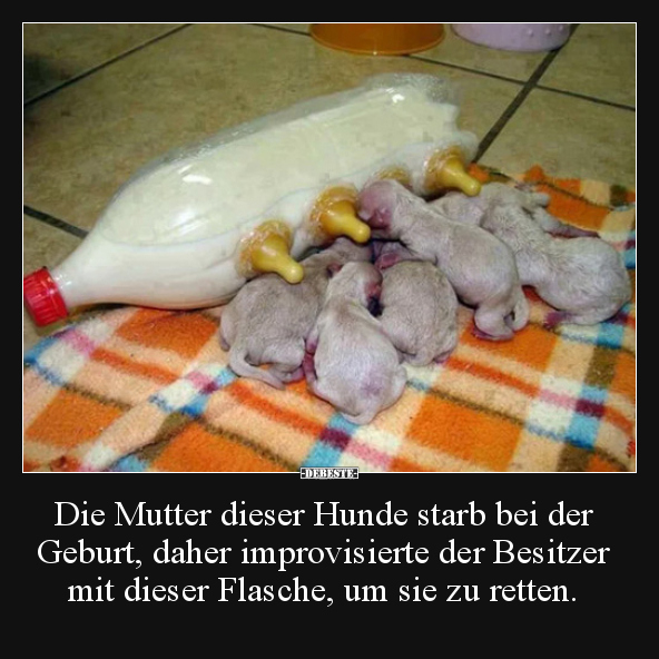 Die Mutter dieser Hunde starb bei der Geburt, daher.. - Lustige Bilder | DEBESTE.de