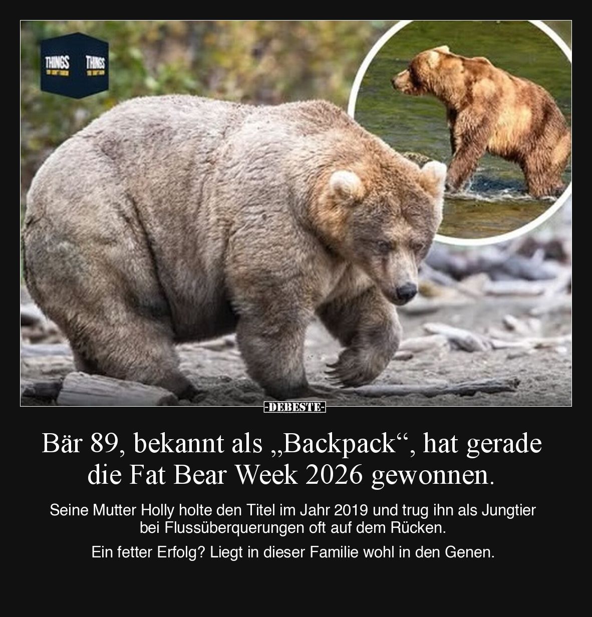 Bär 89, bekannt als „Backpack“, hat gerade die Fat Bear Week 2026 gewonnen.
Seine Mutter Holly holte den Titel im Jahr 201...