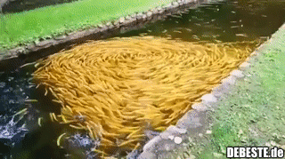Goldene Koi-Fische schwimmen im Schwarm. - Lustige Bilder | DEBESTE.de