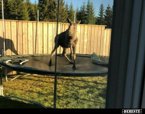  - Lustige Bilder | DEBESTE.de