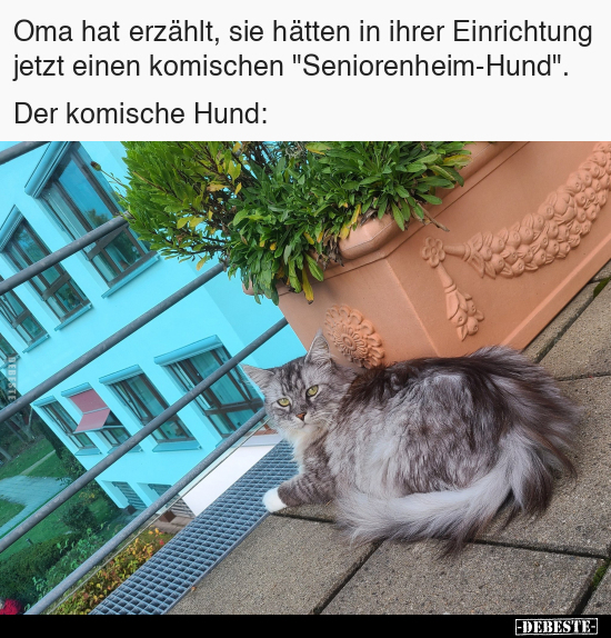 Oma hat erzählt, sie hätten in ihrer Einrichtung jetzt.. - Lustige Bilder | DEBESTE.de