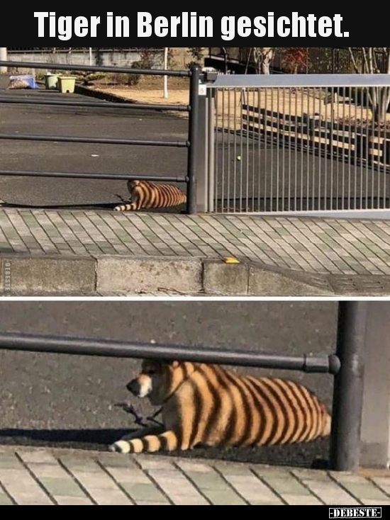 Tiger in Berlin gesichtet... - Lustige Bilder | DEBESTE.de