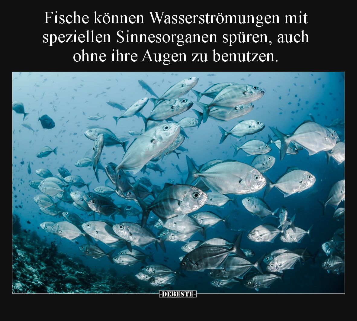 Fische können Wasserströmungen mit speziellen Sinnesorganen spüren, auch ohne ihre Augen zu benutzen.