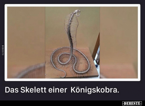 Das Skelett einer Königskobra.. - Lustige Bilder | DEBESTE.de