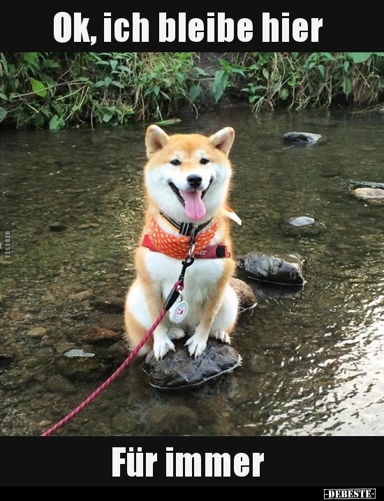Ok, ich bleibe hier Für immer..