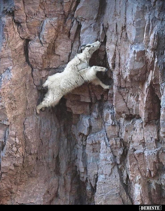 Verrückte Viecher...