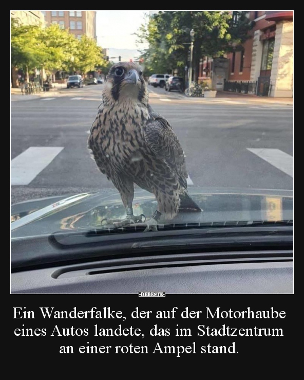 Ein Wanderfalke, der auf der Motorhaube eines Autos.. - Lustige Bilder | DEBESTE.de