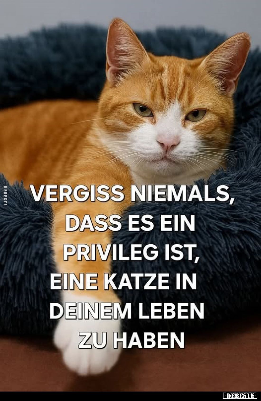 Vergiss niemals, dass es ein Privileg ist, eine Katze in deinem Leben zu haben.