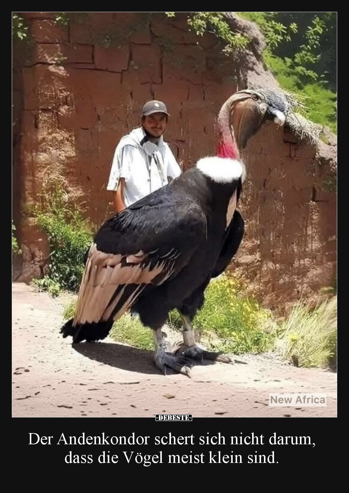 Der Andenkondor schert sich nicht darum, dass die Vögel meist klein sind.