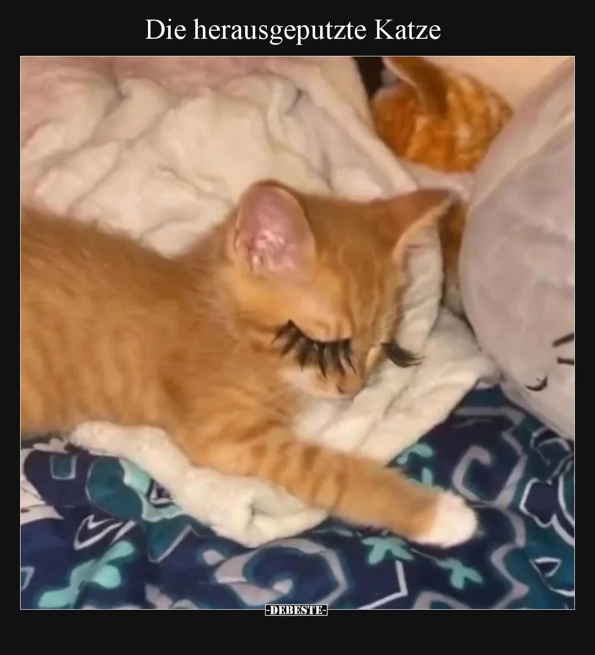 Die herausgeputzte Katze