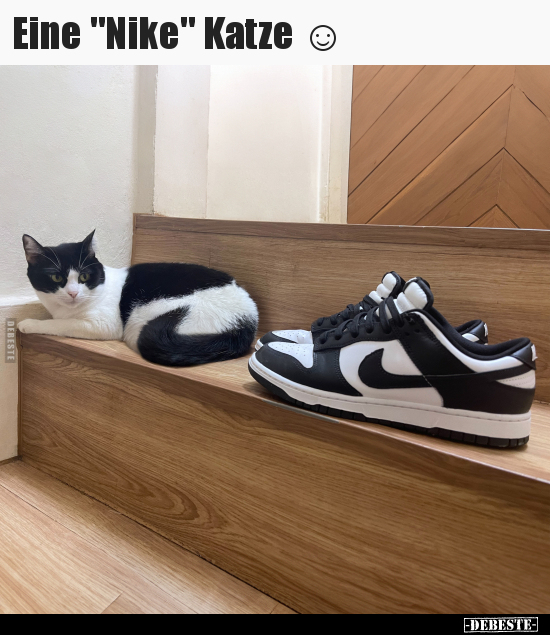 Eine "Nike" Katze.. - Lustige Bilder | DEBESTE.de