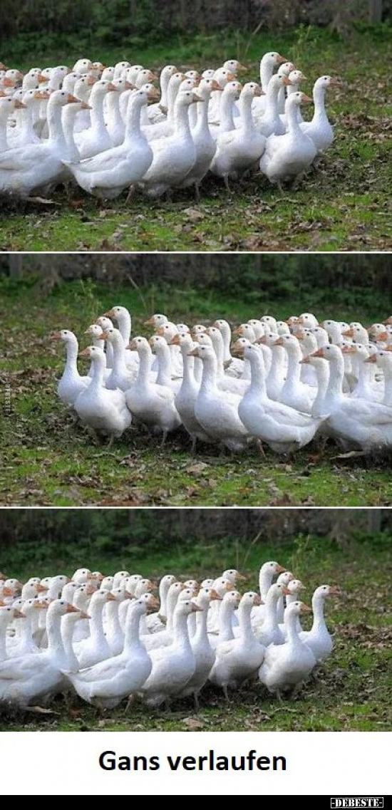 Gans verlaufen.. - Lustige Bilder | DEBESTE.de