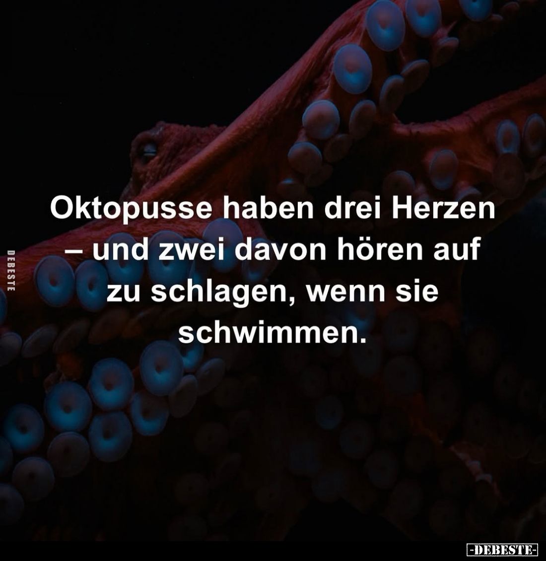 Oktopusse haben drei Herzen - und zwei davon hören auf zu schlagen, wenn sie schwimmen.
