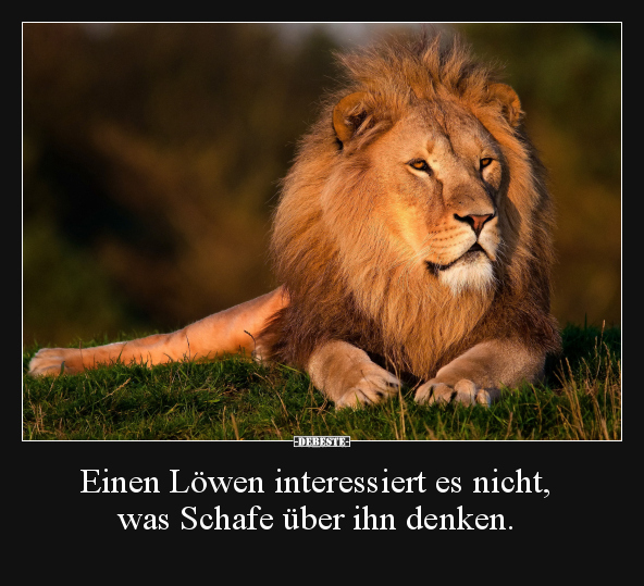 Einen Löwen interessiert es nicht, was Schafe über ihn.. - Lustige Bilder | DEBESTE.de