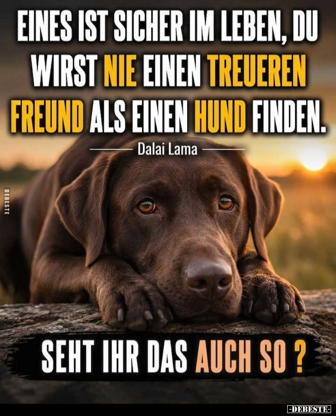 Eines ist sicher im Leben, du wirst nie einen treueren Freund als einen Hund finden.
-
Seht ihr das auch so?