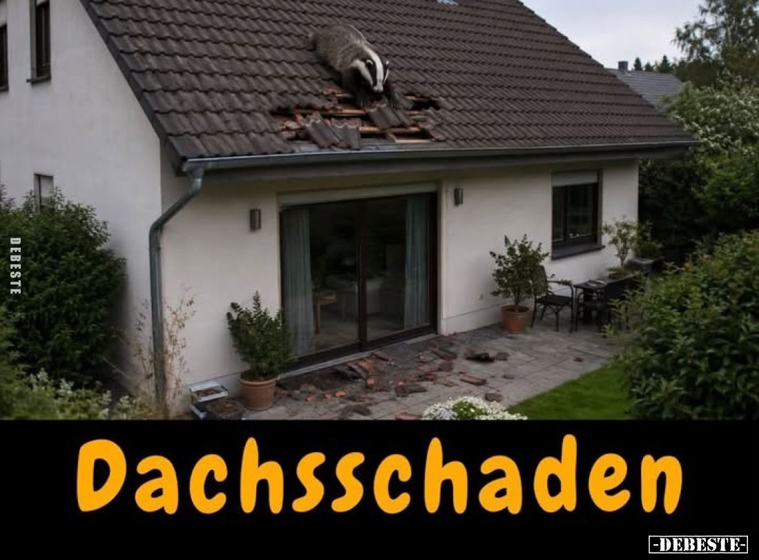 Dachsschaden.. - Lustige Bilder | DEBESTE.de