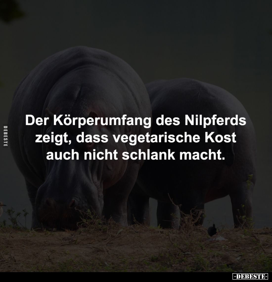 Der Körperumfang des Nilpferds 
zeigt, dass vegetarische Kost 
auch nicht schlank macht.