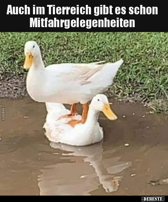 Auch im Tierreich gibt es schon Mitfahrgelegenheiten.. - Lustige Bilder | DEBESTE.de