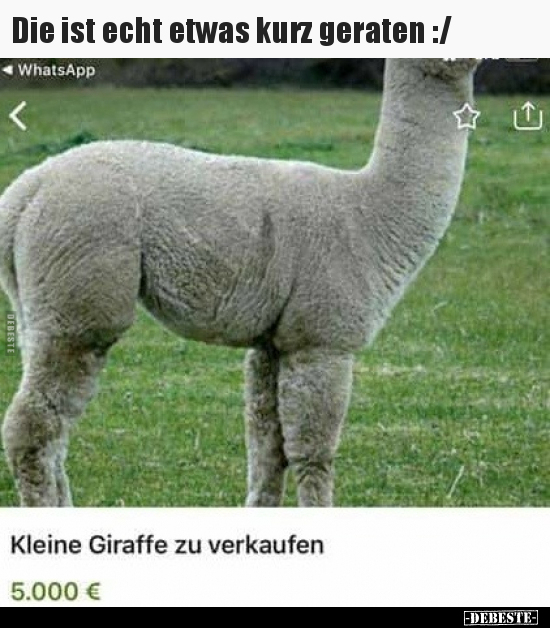 Kleine Giraffe zu verkaufen.. - Lustige Bilder | DEBESTE.de