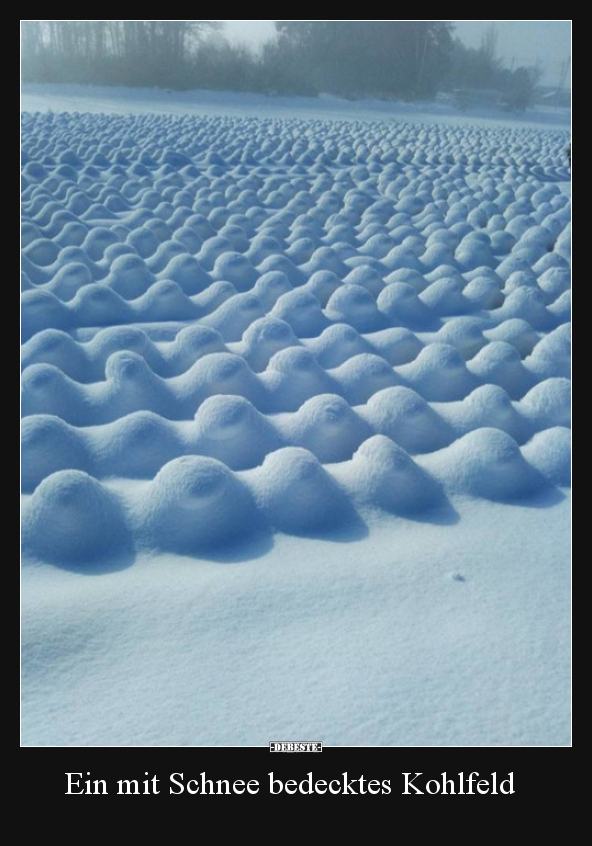 Ein mit Schnee bedecktes Kohlfeld.. - Lustige Bilder | DEBESTE.de