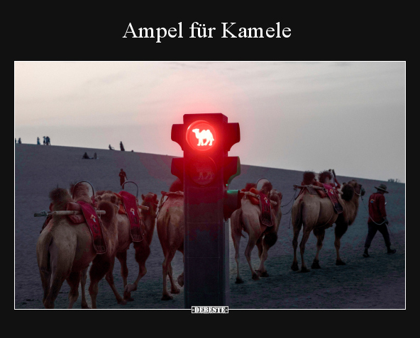 Ampel für Kamele.. - Lustige Bilder | DEBESTE.de