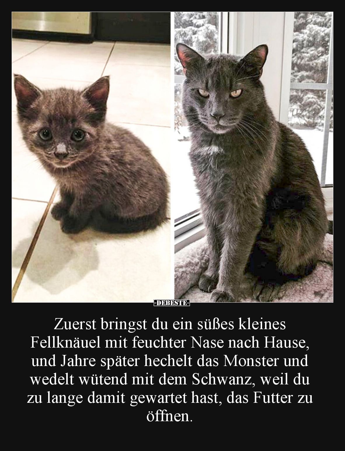 Zuerst bringst du ein süßes kleines Fellknäuel mit feuchter Nase nach Hause, 
und Jahre später hechelt das Monster und wedel...