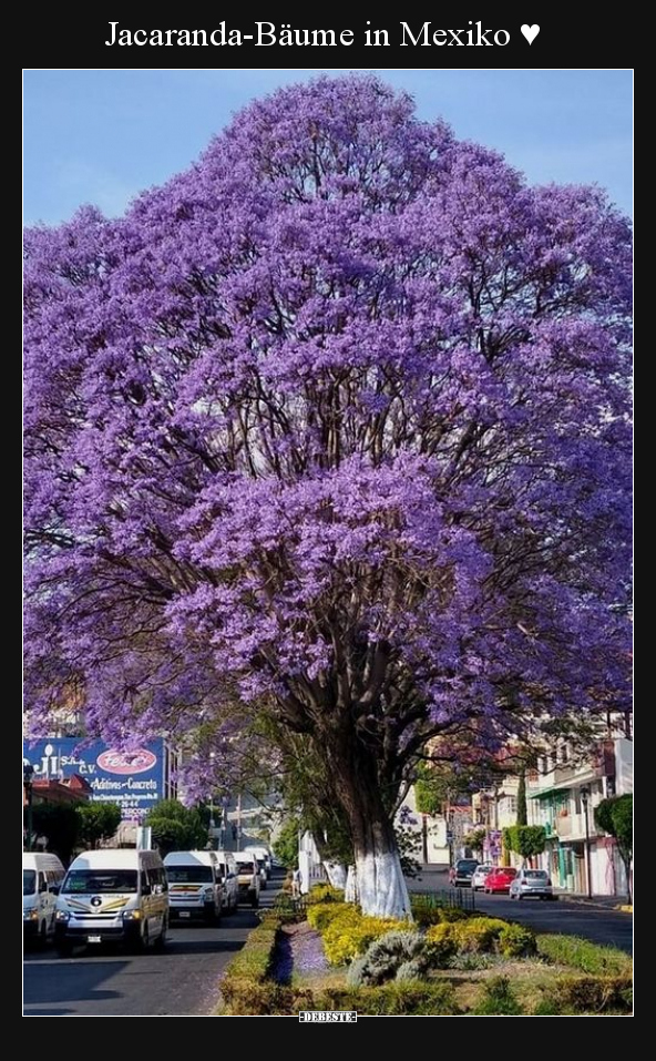 Jacaranda-Bäume in Mexiko ♥.. - Lustige Bilder | DEBESTE.de