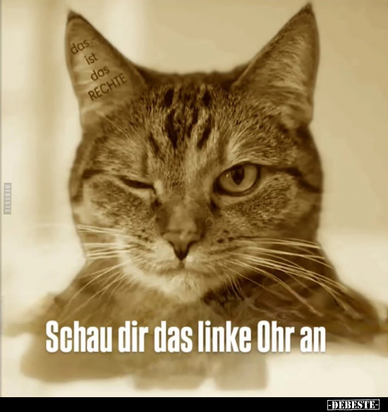 Schau dir das linke Ohr an.. - Lustige Bilder | DEBESTE.de