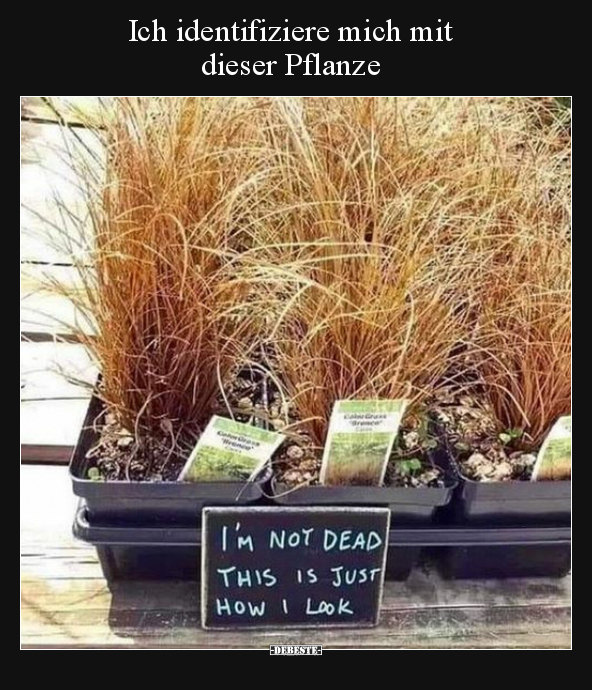 Ich identifiziere mich mit dieser Pflanze.. - Lustige Bilder | DEBESTE.de