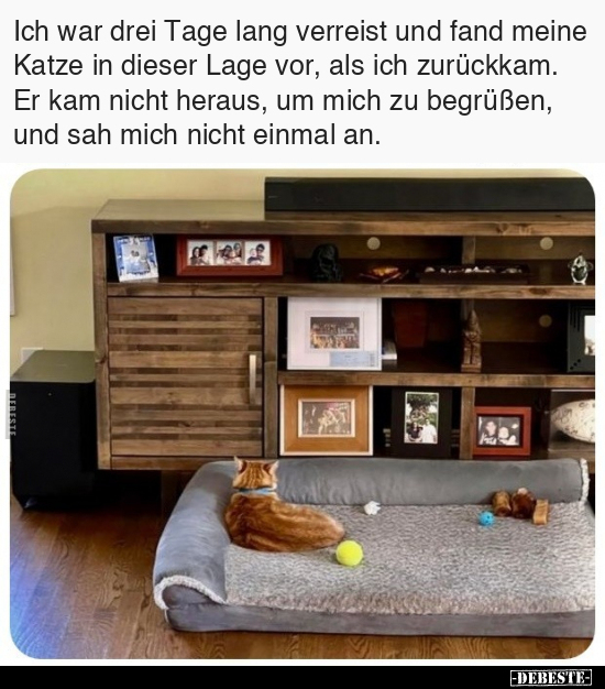 Ich war drei Tage lang verreist und fand meine Katze in.. - Lustige Bilder | DEBESTE.de