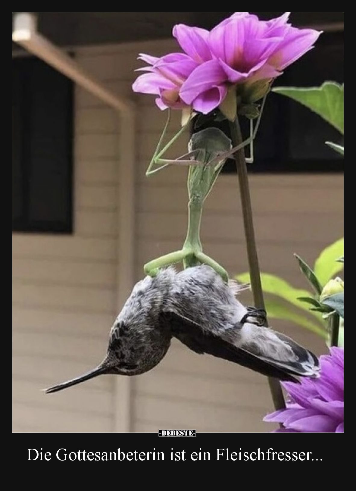 Die Gottesanbeterin ist ein Fleischfresser...