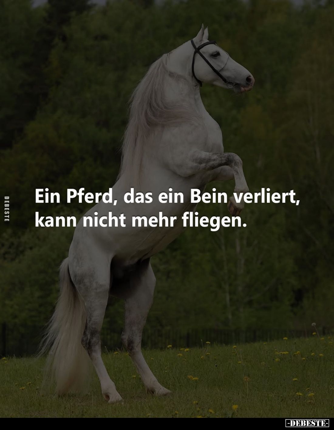 Ein Pferd, das ein Bein verliert, kann nicht mehr fliegen.