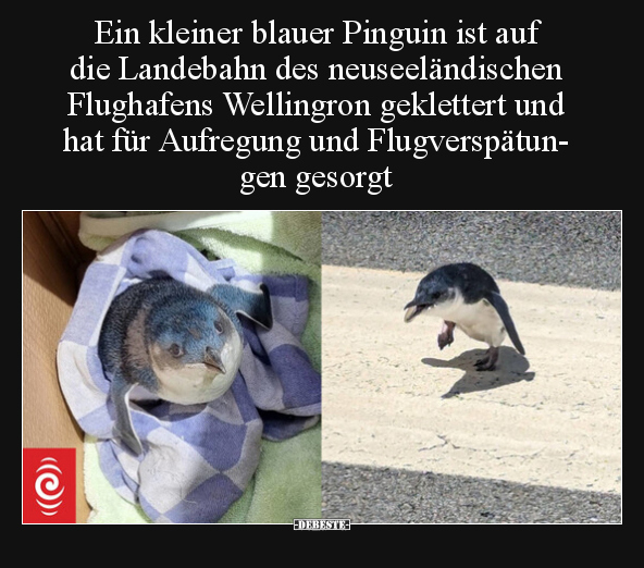 Ein kleiner blauer Pinguin ist auf die Landebahn des.. - Lustige Bilder | DEBESTE.de