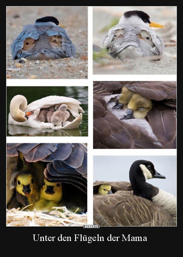 Unter den Flügeln der Mama..