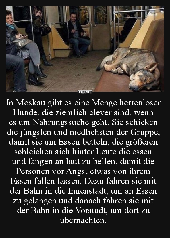 In Moskau gibt es eine Menge herrenloser Hunde, die.. - Lustige Bilder | DEBESTE.de