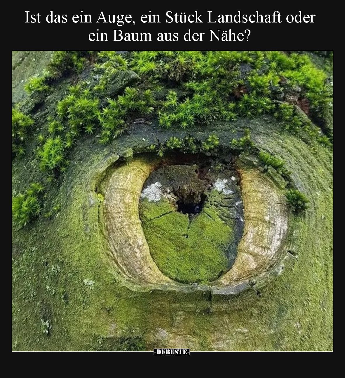 Ist das ein Auge, ein Stück Landschaft oder ein Baum aus der Nähe?