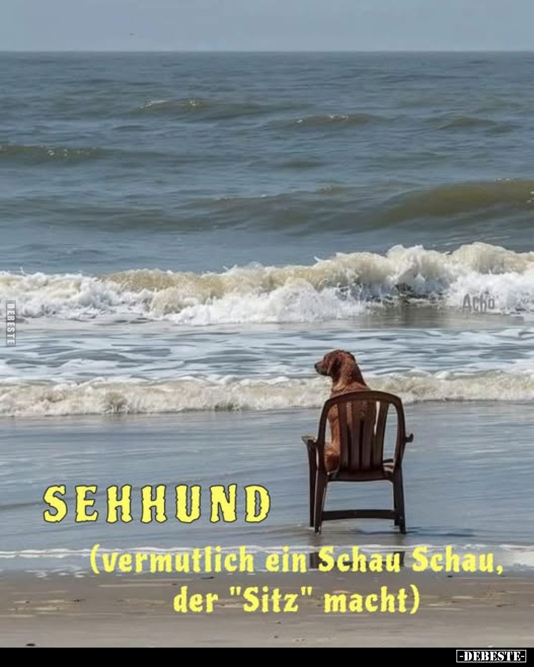 Sehhund:
(vermutlich ein Schau Schau, der "Sitz" macht)