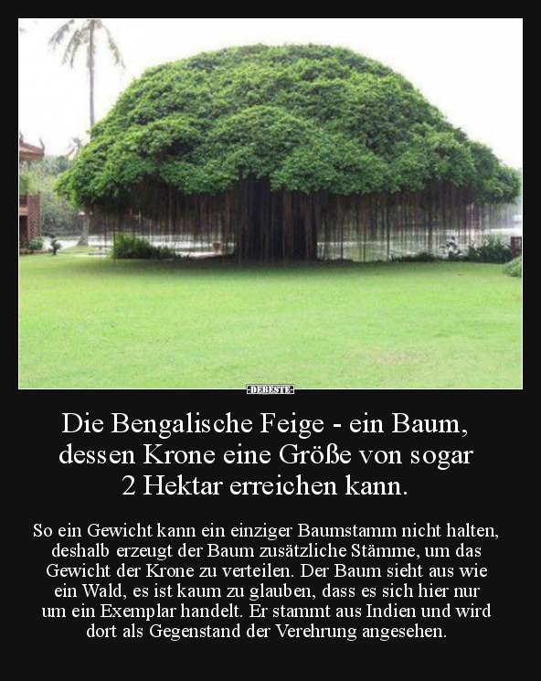 Die Bengalische Feige - ein Baum, dessen Krone eine Größe.. - Lustige Bilder | DEBESTE.de