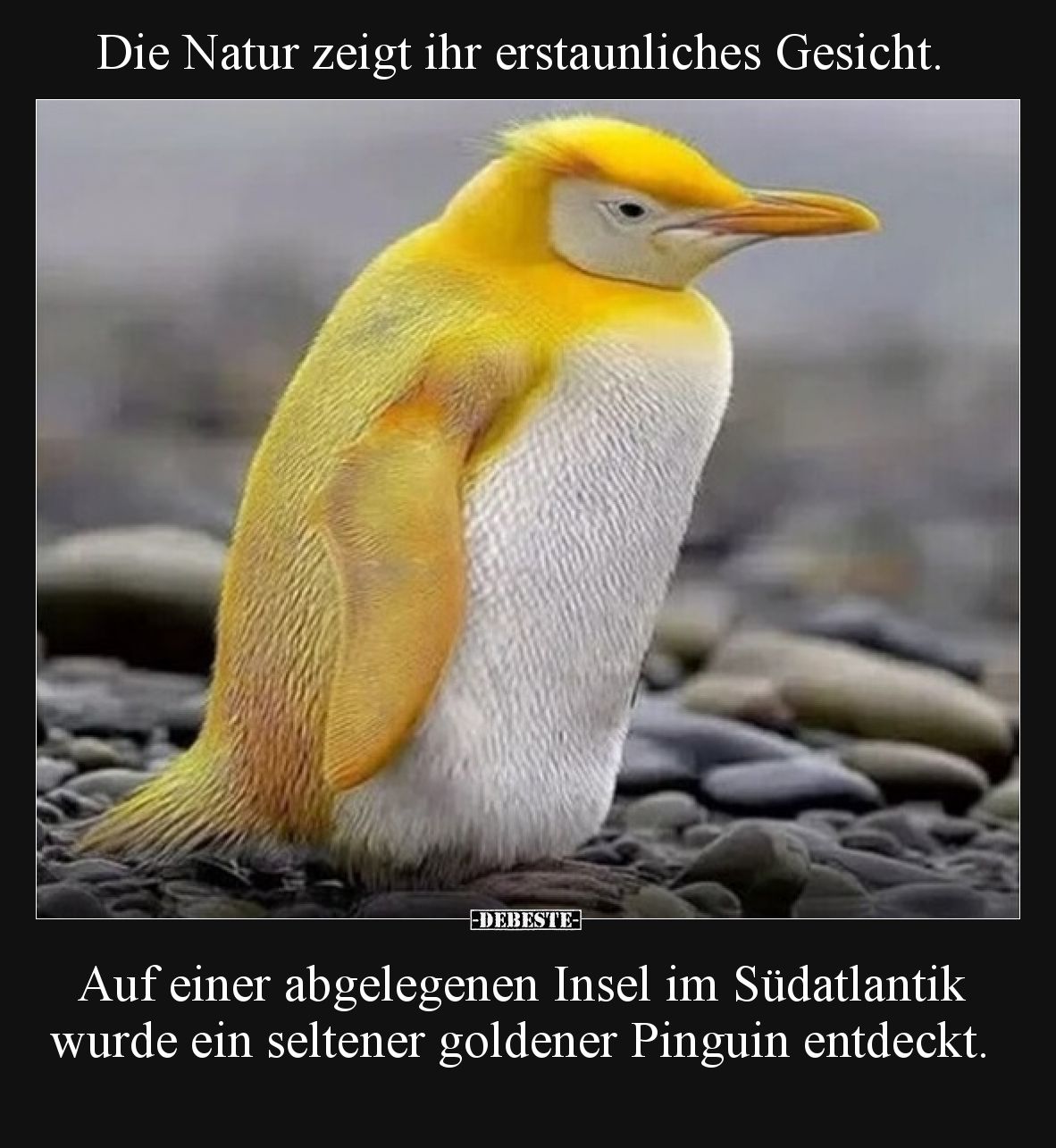 Die Natur zeigt ihr erstaunliches Gesicht. Auf einer abgelegenen Insel im Südatlantik wurde ein seltener goldener Pinguin en...