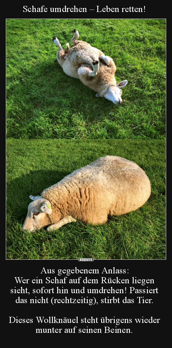 Schafe umdrehen – Leben retten! Aus gegebenem Anlass:  Wer.. - Lustige Bilder | DEBESTE.de