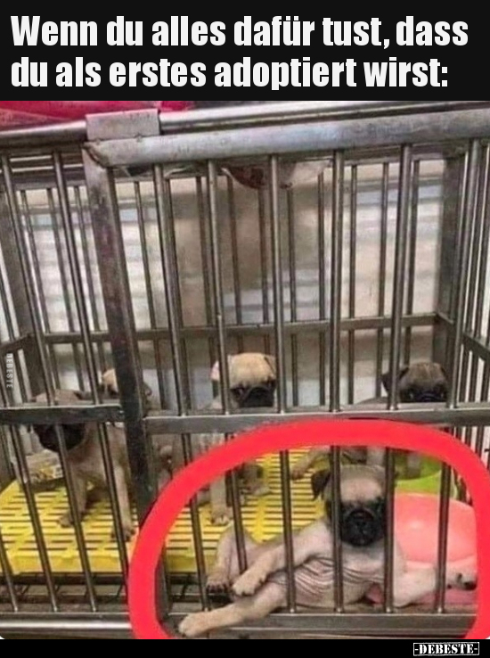Wenn du alles dafür tust, dass du als erstes adoptiert wirst: