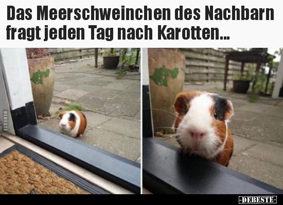 Das Meerschweinchen des Nachbarn fragt jeden Tag nach.. - Lustige Bilder | DEBESTE.de
